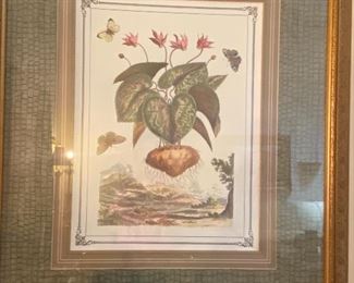 Pair of framed and matted botanical prints