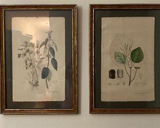 Antique botanicals