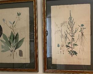 Antique botanicals 