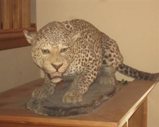 All trophy's were legally hunted and legally imported. All taxidermy was conducted by Jonas Brothers of Denver Colorado, one of the nations premier taxidermy studios.  Large Cat Trophy's / Rugs are for Minnesota sales only.