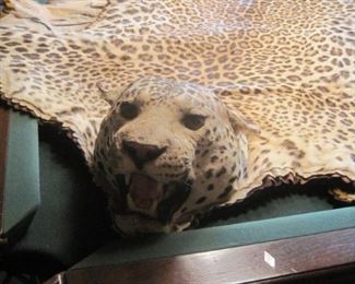 Leopard.  All trophy's were legally hunted and legally imported. All taxidermy was conducted by Jonas Brothers of Denver Colorado, one of the nations premier taxidermy studios.  Large Cat Trophy's / Rugs are for Minnesota sales only.