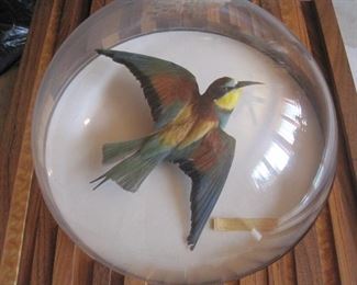 Merops under dome glass. Taxidermy.