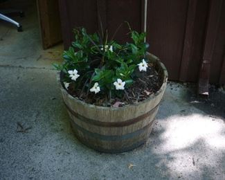 1/2 Whine Barrell Planter and Plant