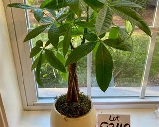 Lot 8240. $28.00. 19" schefflera plant (aka Umbrella Tree) in a cute red and white planter. It looks like it is thriving in bright inderect light. The plant still is sitting in its nursery pot too.