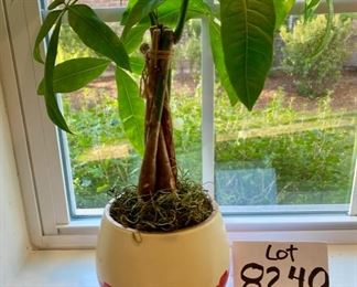 Lot 8240. $28.00. 19" schefflera plant (aka Umbrella Tree) in a cute red and white planter. It looks like it is thriving in bright inderect light. The plant still is sitting in its nursery pot too.