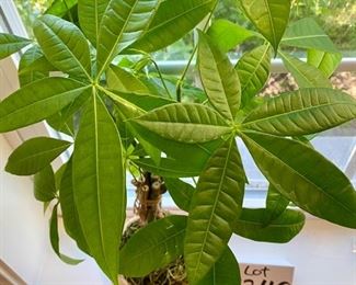 Lot 8240. $28.00. 19" schefflera plant (aka Umbrella Tree) in a cute red and white planter. It looks like it is thriving in bright inderect light. The plant still is sitting in its nursery pot too.