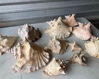 Conch Shells and Whelk Shells