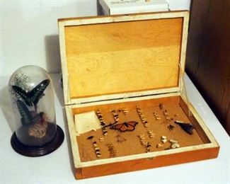 Mounted Bug Collection In Wood Box, 18" x 12.5" x 3"