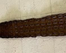 Vintage Alligator Crocodile Wide Belt	39x3.25in	
