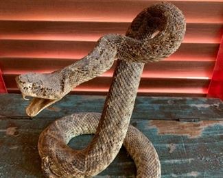 Taxidermy Diamondback Rattle Snake AS-IS	9x8x7	HxWxD
