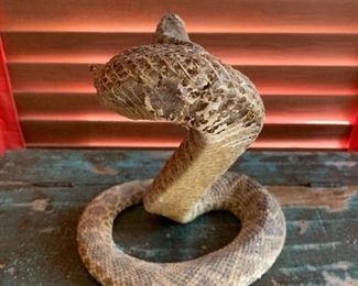 Taxidermy Diamondback Rattle Snake AS-IS	9x8x7	HxWxD
