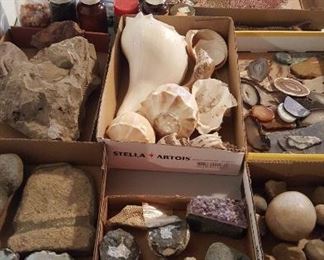 Rocks, fossils, and seashells.