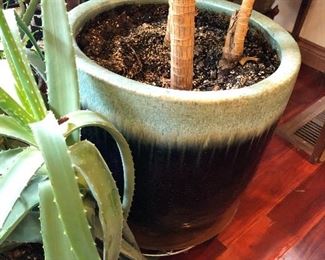 glazed garden / indoor plant pottery / planters / plants for sale too