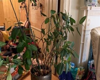 #77	Rubber Tree Plant in Brass Pot - on Heavy Rolling Stand - 69" Tall	 $60.00 
