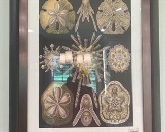 Large Sea Life Print