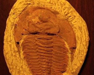 400 million year old fossils from Morroco might be found,