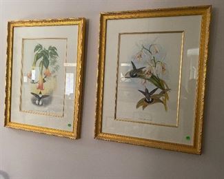 Framed Bird prints taken from lithographs made after original hand colored paintings by John Gould