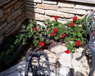 Geraniums in planter boxes