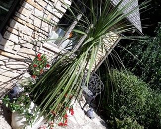Large, outdoor + indoor plants for sale