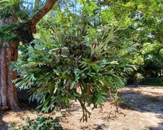 HUGE Staghorn Fern