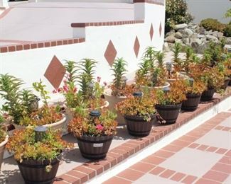 Pots and pots of plants.