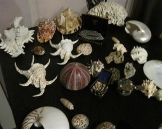Sea Shells. 