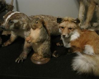 Badger, Squirrel and Fox Taxidermy.
