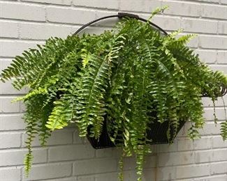 . . . a fern in planter outside
