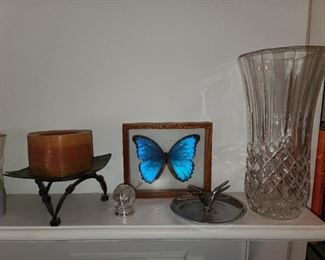 Butterfly Display