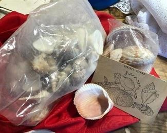 Sea shells - Sanibel Island