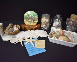 Various Shells Sand Dollars Drift Wood etc..