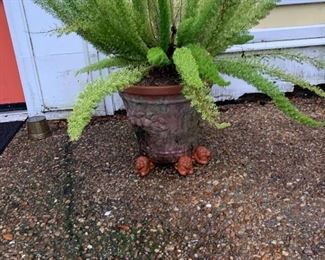 Potted Fern $25