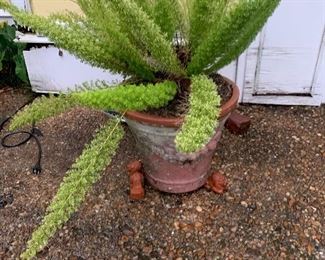 Potted Fern $25