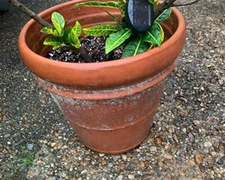 Potted Plant $20