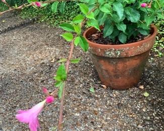 Potted  plant $25