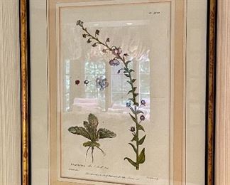 Item 33:  (3) Botanical Prints - 21.75" x 15.75":  $165 each