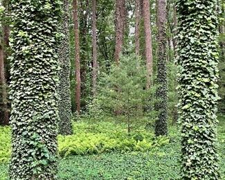 Worth it to come just to see the back yard!