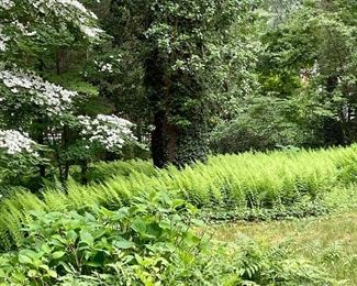 Hobbits live here in the woods!