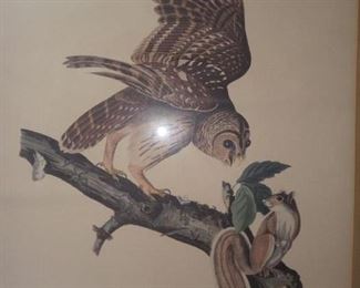 Audubon  plate 46. .. 24/21 in frame
Barred owl. 
1828 London Engraved R. Havell 
500.00

450.00