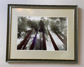 Large Framed Photo Print of "Trees and Sky"