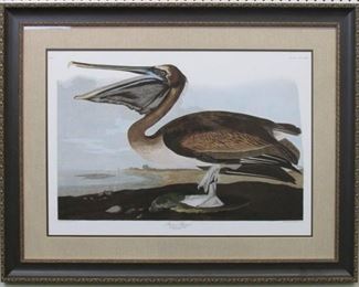 9021 - Brown Pelican by John J. Audubon 41 x 32
