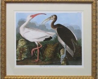 9024 - White Ibis by John J. Audubon 34 x 29
