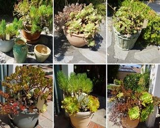 big pots and plants!