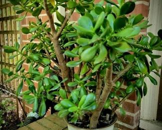 Mature Jade Tree  $75  #19