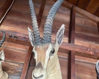 Authentic African Gazelle