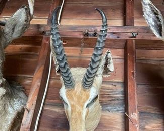 Authentic African Gazelle