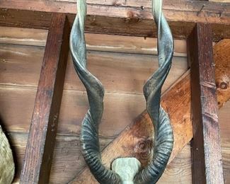 Authentic African Kudu Horns 