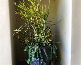 2 x succulent potted plants about 12-15” wide. $50 each, $85for both. 