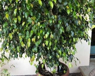 Ficus x 2. About 5’ high 2” pots. $80 each or $140 for 2