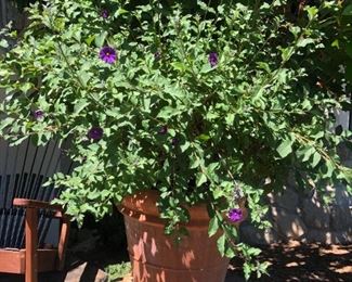 SOLD. Potted plant mature flowering $60